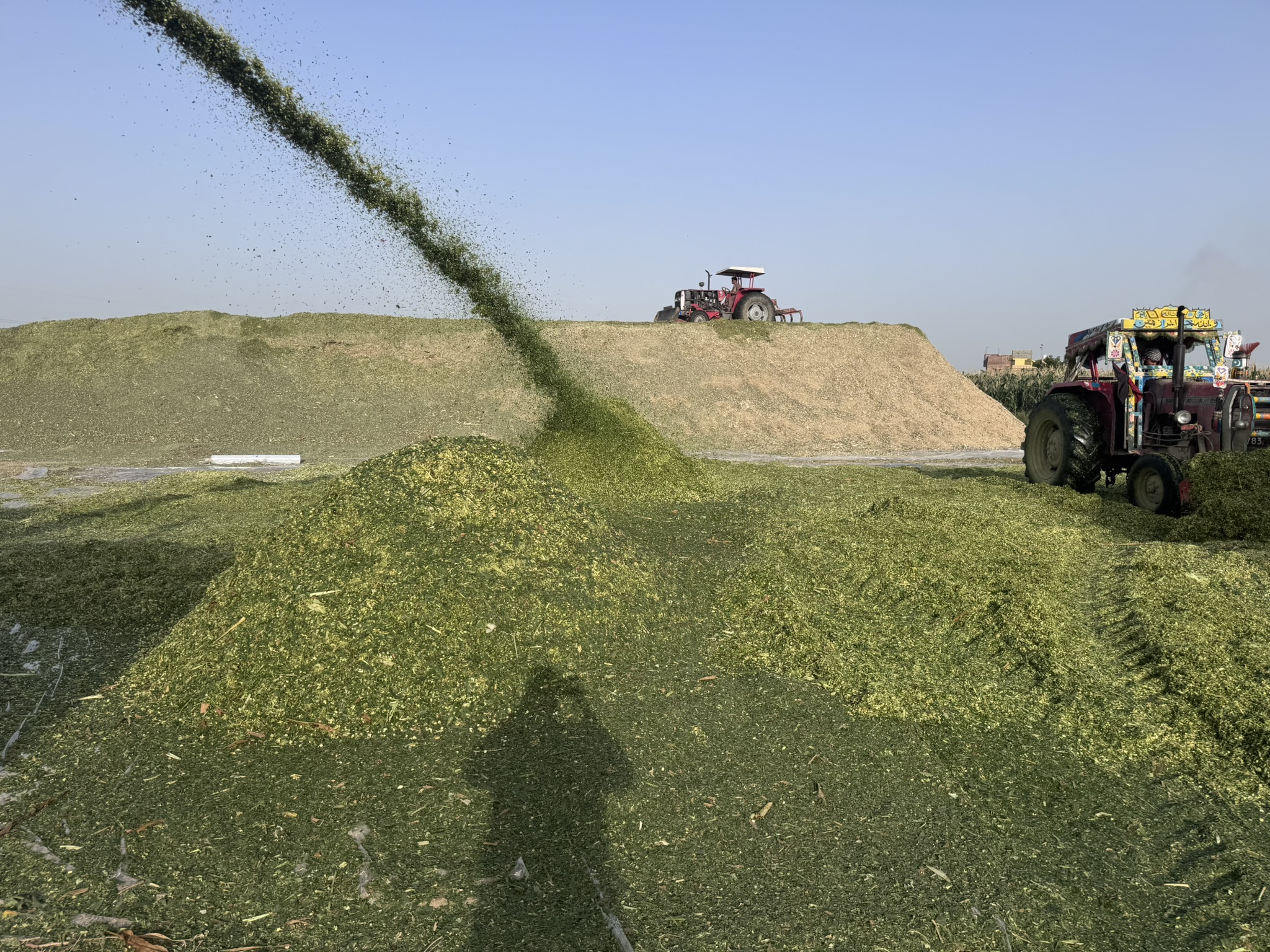 Freshly cut Corn Crop being cut for silage at Gulshan Farms in May 2026