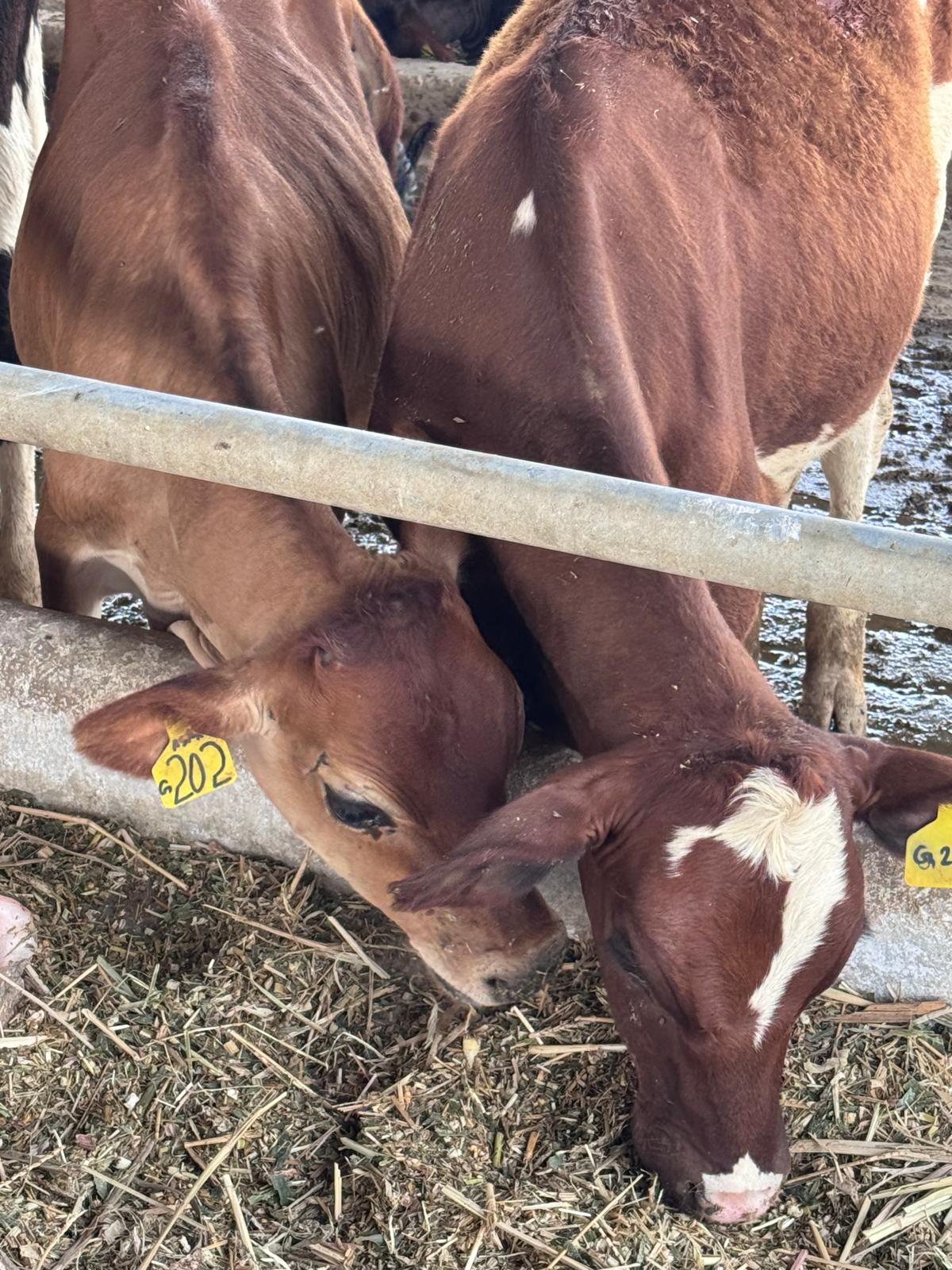 Young Gulshan Farms cattle at the feed rail in Kasur, numbered ear tags visible