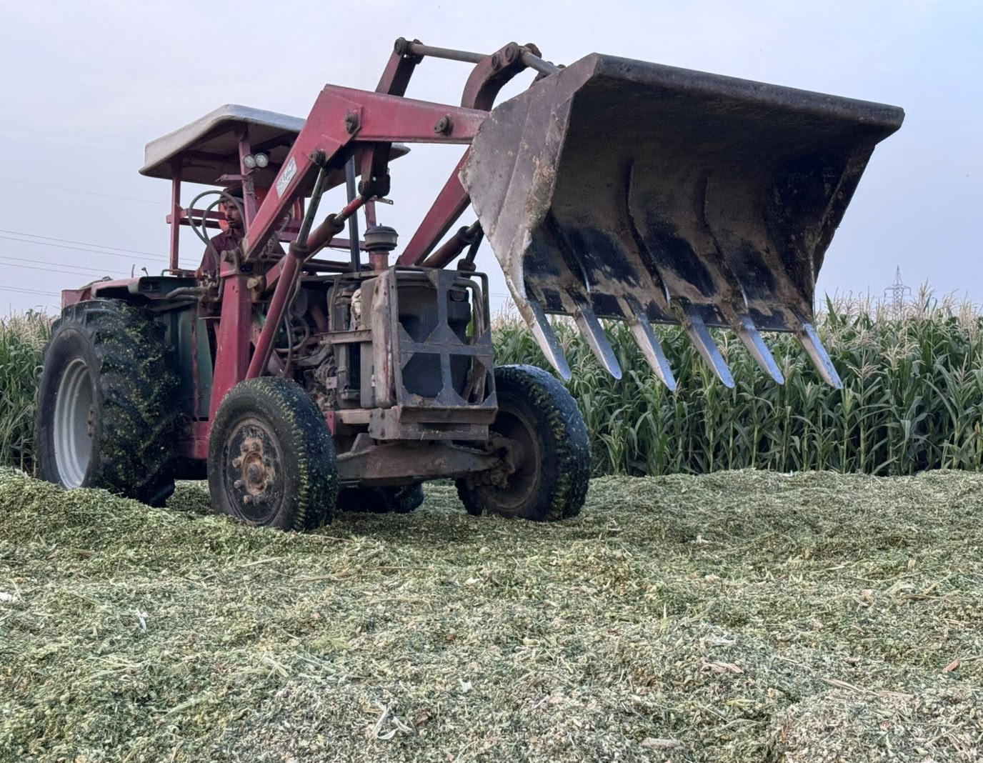 A tractor with a front loader levelling chopped maize on the silage clamp at Gulshan Farms, standing maize crop behind